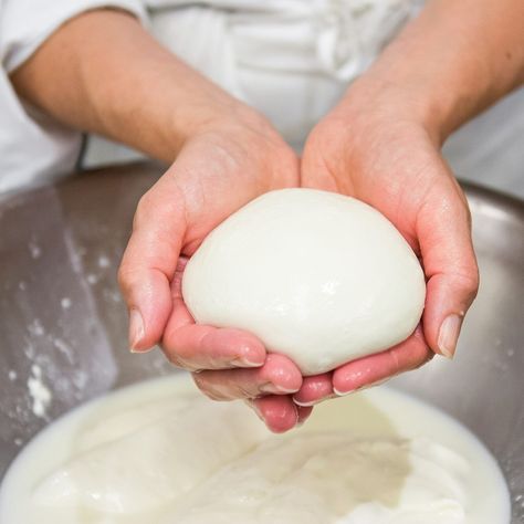 How to Make Fresh Mozzarella Cheese at Home: Recipe Mozarella Cheese Recipe, Home Made Mozzarella Cheese, Mozerella Recipes, Make Fresh Mozzarella, Fresh Mozzarella Recipe, Make Mozzarella Cheese, Homemade Mozzarella Cheese, Recipes With Mozzarella Cheese, Mozzerella Cheese