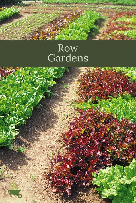 Row gardens are the classic vegetable gardens most often pictured in the mind’s eye. Where space permits, crops planted in long lines from north to south take advantage of both morning and afternoon sun, each plant receiving its fair share. Row Gardening Layout, Inground Garden Layout, Raised Row Gardening, Row Garden Layout, Landscape Ideas Cheap, Outdoor Ideas Backyard, Vegetable Garden Design Layout, Garden Pergola Ideas, Garden Design Vegetable