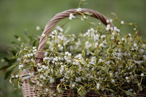 The Real Reason We Kiss Under the Mistletoe Will Blow Your Mindcountryliving Mistletoe Meaning, Why Do We Kiss, Real Mistletoe, Home Meaning, Kiss Under The Mistletoe, Bob Hairstyles For Fine Hair, Under The Mistletoe, White Gardens, Flower Plant