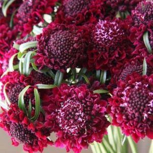 Raspberry Scabiosa, Solarium Ideas, Black Plants, Xmas Flowers, Daucus Carota, Flower Colors, Flower Guide, Wine Bottle Diy Crafts, Flower Inspiration