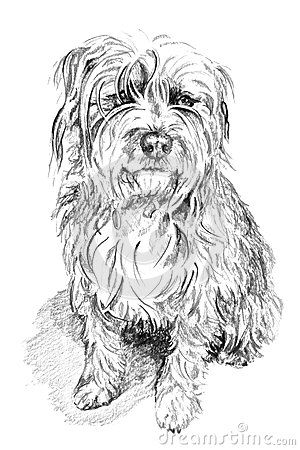 Scruffy Dog Stock Illustration - Image: 52517291 Dear Sketch, Doggie Drawings, Friend Drawing, Dog Sketches, Dog Drawing Simple, Animal Line Drawings, Scruffy Dogs, Schnauzer Art, Pet Drawing