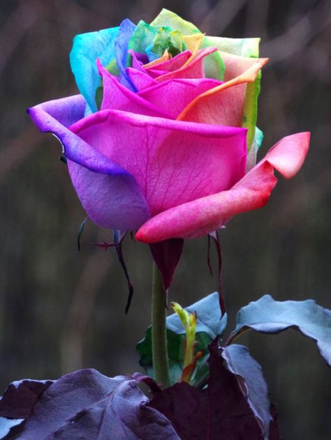 Ventanas Soltas Color Roses, Rose Belle, Fuchsia Flowers, Rose Seeds, Multi Colored Flowers, Flowery Wallpaper, Rainbow Roses, Colored Flowers, Rare Flowers