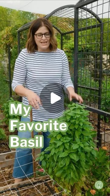 Angela Judd on Instagram: "Emerald Towers Basil is my top pick for basil. Compact and delicious, it’s perfect for square-foot gardens. ⁣
⁣
I got the seeds from @botanical_interests .⁣
⁣
It’s definitely basil season. Here are some tips for harvesting:  ⁣
⁣
•Harvest basil regularly, only removing 1/3 of the plant at a time (even if you are not using it) to encourage branching and production. ⁣
⁣
• Basil is best harvested when the leaves are large enough to use but before the plant starts to flower. Begin harvesting basil when plants are 6-8″ tall.⁣
⁣
• Harvest basil in the morning, after the dew has dried, and before the sun gets too hot. This is when the essential oils in the leaves are most concentrated, making the basil more flavorful.⁣
⁣
• Use clean, sharp scissors or pruning shears: Thi Harvesting Basil, Square Foot Gardening, Top Pick, Pruning Shears, Basil, Emerald, Seeds, Tower, Square