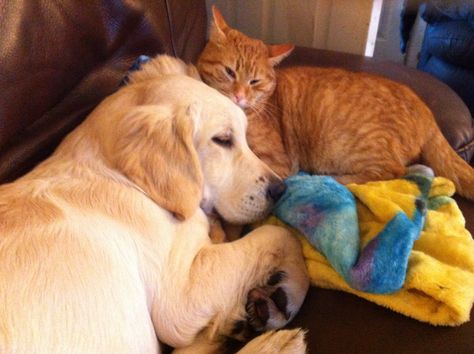 My ginger tabby Baines with my 6 month old Golden Retriever Seamus Brown Headers, Polydactyl Kitten, Dogs Together, Spoiled Dog, Golden Retriever Rescue, Cat Vs Dog, Spoiled Dogs, Cute Twitter Headers, Cat Hug