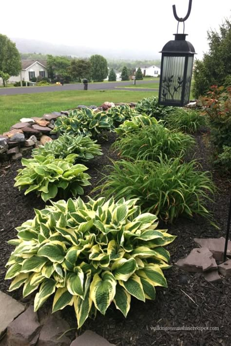 Hosta Gardens, Front Garden Landscape, Small Front Yard Landscaping, Walking On Sunshine, Front House Landscaping, In Front Of House, Home Landscaping, Garden Yard Ideas, Front Yard Garden