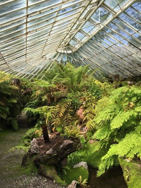 Victorian Fernery, Garden Design Tropical, Conservatory House, Hall Of Mosses, Cape Flattery, Underground Greenhouse, Victorian Cabinet, Victorian Greenhouses, Isle Of Bute