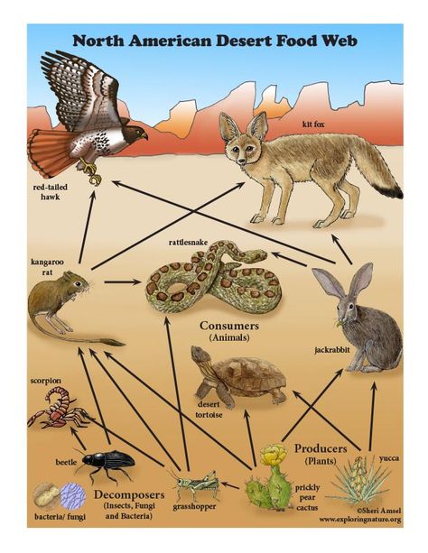 Learn about Food Webs on Exploringnature.org Jaring Jaring Makanan, Food Web Drawing, Food Webs Projects, Web Diagram, Ocean Food Web, Web Drawing, Desert Poster, Desert Food, American Desert