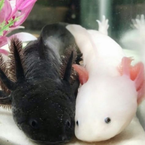 Two axolotl friends hanging out. on We Heart It Axolotl Cute, Friends Hanging Out, Cute Reptiles, Pretty Animals, Izu, Cute Creatures, Cute Little Animals, Amphibians, 귀여운 동물