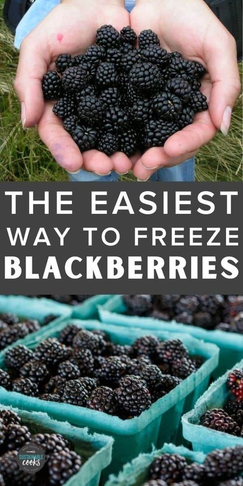 How To Clean Blackberries, How To Freeze Nectarines, What To Do With Blackberries, Freezing Blackberries, Preserving Blackberries, Preserve Blackberries, Freeze Blackberries, Budgeting Meals, Freezing Food Guide