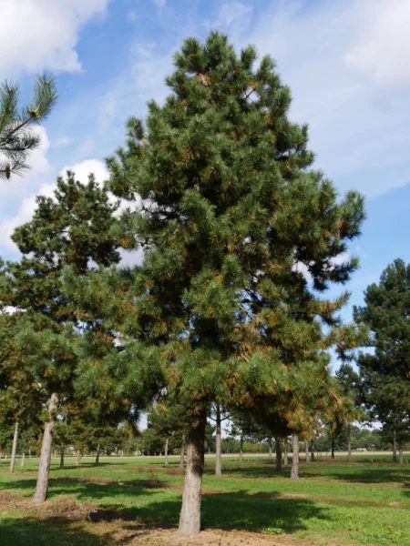 Pinus nigra subsp. nigra | Austrian pine, Black pine - Van den Berk Nurseries Austrian Pine, Eucalyptus Deglupta, Deer Resistant Perennials, Fast Growing Evergreens, Long Blooming Perennials, Hummingbird Plants, Tree Seedlings, Deer Resistant Plants, Mosquito Repelling Plants