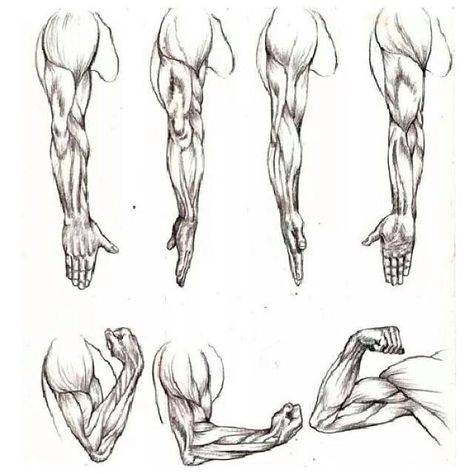 Got muscle? Male Anatomy Reference Arms, Muscle Arm Anatomy, Hand Muscles Drawing, Muscle Hand Drawing, Anatomy Arms, Arm Study, Arm Sketch, Reference Hands, Muscle Study