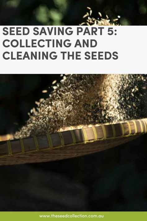 Collecting and cleaning seeds correctly is essential for seed saving success, preparing them properly so they'll survive storage intact. Here's what to do. Seed Collection, Seed Saving, Exterior Ideas, Indoor Gardening, Food Garden, Seed Pods, Seeds, Yard, Exterior