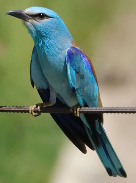 Coracias garrulus aka European roller European Roller, Spanish Gothic, Animal Reference, World Birds, Bird Art, Beautiful Birds, Dinosaurs, The Amazing, Cute Animals