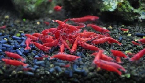 fw1387489801 - Red Cherry Shrimp 1 pk Axolotl Tank, Natural Aquarium, Freshwater Shrimp, Red Cherry Shrimp, Cherry Shrimp, Tropical Freshwater Fish, Otters Cute, Shrimp Tank, Planted Tank