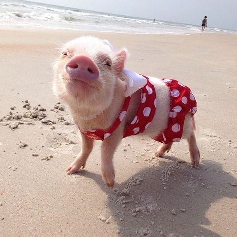 Pig wearing a bathing suit on the beach Polka Dot, The Beach, Red