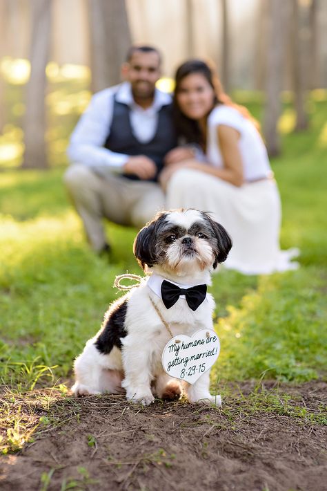 Save The Date Dog Ideas, Dog Engagement Announcement, Wedding With Dog, Dog Wedding Outfits, Wedding Fotos, San Francisco Engagement, Photos With Dog, Save The Date Photos, Wedding Pets