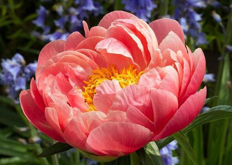 Paeonia 'Coral Sunset' (Peony) Coral Sunset, Planting Peonies, Coral Peonies, Growing Peonies, Tree Peony, Rare Seeds, Growing Roses, Growing Tree, Peony Flower