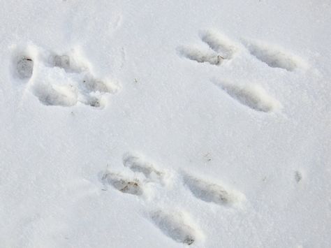 Rabbit tracks Rabbit Footprint, Rabbit Footprints, Rabbit Tracks, Jack O Connell, The Velveteen Rabbit, North American Animals, Animal Footprints, Usagi Yojimbo, Wild Rabbit