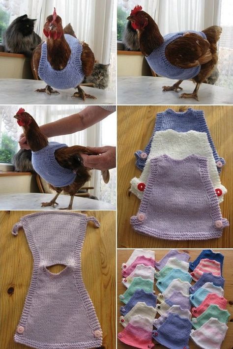 Pictures Of Chickens, Chicken Clothes, Chicken Coop Garden, Chicken Sweater, Backyard Chicken Coop Plans, Backyard Chicken Farming, Chicken Life, Raising Backyard Chickens, Diy Chicken