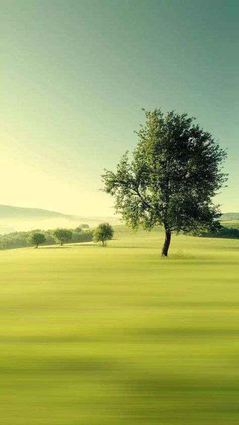 Green Field, Lone Tree, Green Nature, Beautiful Tree, Nature Wallpaper, Amazing Nature, Nature Pictures, Nature Beauty, Beautiful World