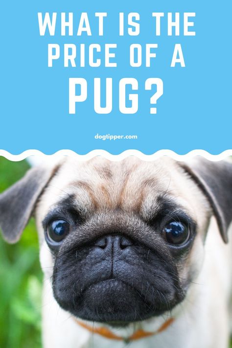 What is the Price of a Pug? Brindle Pug, Pug Puppies For Sale, Teacup Pug, Dog Club, Health Screening, Pug Puppies, Puppy Mills, Dna Test, Dog Treat Recipes