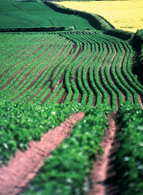 Potato field Potato Field Farms, Agriculture Aesthetic, Potato Farm, Forest Farm, Mrs Potato Head, Ideas For Quilts, Farm Land, Farm Field, Potato Head