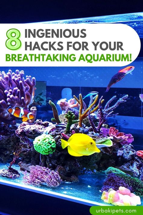 Welcome to the captivating universe of fishkeeping, where a dash of creativity and a handful of clever hacks can transform your aquarium into a mesmerizing underwater paradise!In this guide, we unveil eight effortlessly brilliant hacks that will empower you to craft a thriving and visually stunning aquatic haven for your cherished fishy friends.Let's begin with the bedrock of any flourishing aquarium: water quality.Discover expert tips on maintaining... Aquarium Hacks, Fish Tank Cleaning Hacks, Best Aquarium Fish, Saltwater Aquarium Beginner, Colorful Freshwater Aquarium Fish, What Else Can An Lg. Aquarium Be Used For, Bay Boats, Fish Care, Home Aquarium