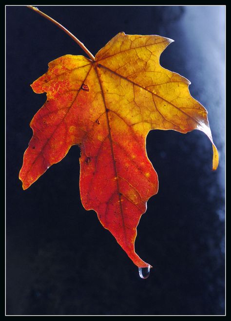 sugar maple leaf Leaves Reference Photo, Rain Poses, Leaves Pictures, Leaf Pictures, Austin Tattoo, Acid Rain, Dark Background Wallpaper, Birch Leaf, Forest Tattoos