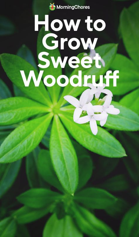 Sweet Woodruff Uses, How To Grow Truffles At Home, Sweet Woodruff Ground Cover, Oregano Companion Plants, Woodworm Herb, Hillside Orchard, Morning Chores, Sweet Woodruff, Plant Goals