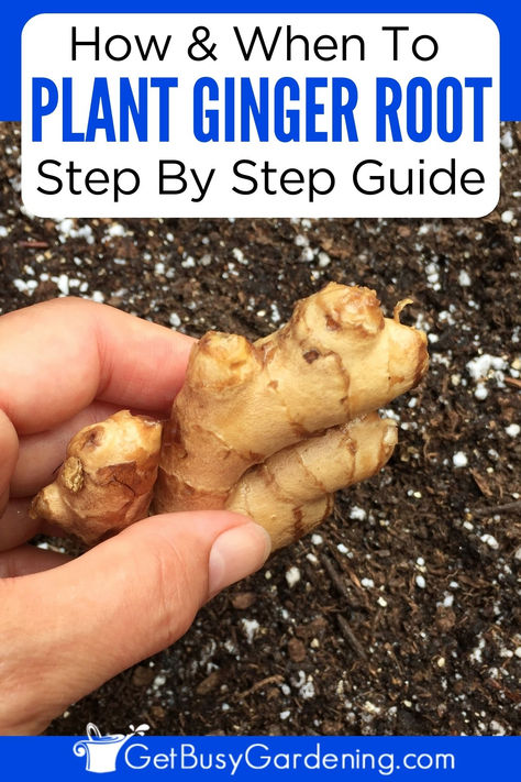 a hand holding a knob of ginger above potting soil Planting Ginger Root, Planting Ginger, Plant Ginger, Growing Ginger Indoors, Ginger Roots, Garden Hacks Diy, Growing Ginger, Tattoo Plant, Ginger Plant