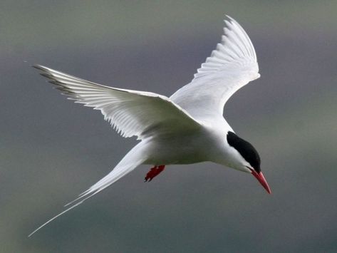 Arctic Tern. Jul 15, 1996                         *Brier Island, Nova Scotia,  South Point, w/ Jan Breeding adult Arctic Tern Photo by mikemikLocation: Akureyri, Iceland, August 2007 Arctic Tern, Bird Flying, Most Beautiful Birds, British Wildlife, Shorebirds, Arctic Animals, Sea Birds, Bird Photo, Bird Photography