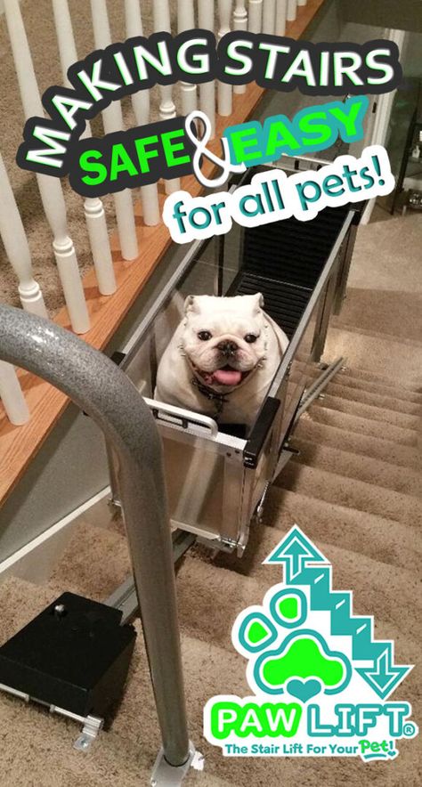 Stair Ramp For Dogs, Diy Dog Elevator, Dog Elevator For Stairs, Dog Elevator, Diy Pet Stairs, Dog Ramp For Stairs, Animal Rescue Ideas, Dog Chair, Ramp Stairs