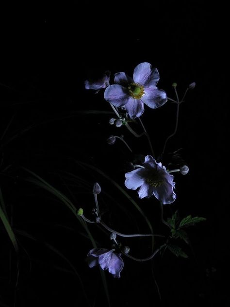 Dark Flower Photography, Language Flowers, Belladonna Flower, Storm Lantern, Deer Wallpaper, Dark Purple Wallpaper, Violet Aesthetic, Background Flowers, Hope Photography