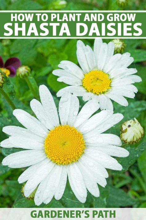 Shasta daisy is a popular plant that adds a pop of fresh, bright summer color. This sturdy beauty is a low maintenance and versatile perennial to have in your garden, whether you use it in a border or as a cut flower. Learn how to plant and grow Shasta daisies now on Gardener's Path. #shastadaisy #gardenerspat Agapanthus Plant, Shasta Daisy, Shasta Daisies, Plant Care Instructions, Daisy May, White Petals, Flower Gardens, Heirloom Seeds, Sunny Yellow