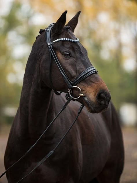 Seal Bay Horse, Brumby Horse, Cheval Pie, Dutch Warmblood, Horse Coat Colors, Warmblood Horses, Hobby Horses, Bay Horse, Dream Horse