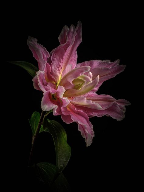 The last Lily to flower in my garden this season. Lily Wallpaper, Midnight Garden, Rose Lily, Rare Flowers, Floral Photography, Arte Floral, Flower Lover, Flower Beauty, Flower Pictures