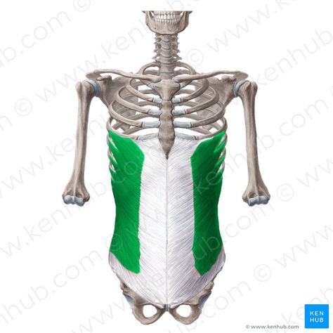 External abdominal oblique muscle (Musculus obliquus externus abdominis); Image: Yousun Koh Abdominal Muscles Anatomy, Oblique Drawing, Human Skull Anatomy, Human Muscle Anatomy, Sports Massage Therapy, Skull Anatomy, Yoga Anatomy, Human Body Anatomy, Muscle Anatomy