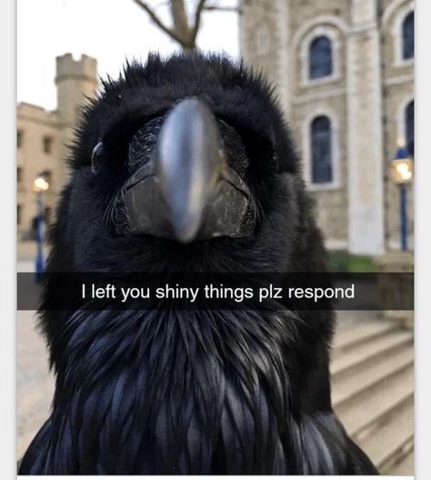 Rebecca Core, Crows Ravens, Silly Animals, Funny Animal Memes, Crows, Funny Animal, Cute Little Animals, Ravens, Animal Memes