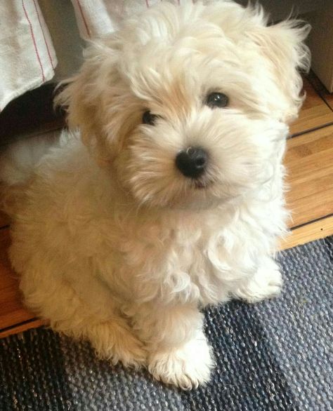 Teddy Bear Dogs, Shihpoo Puppies, Bear Dogs, Teddy Bear Puppies, Maltipoo Puppies, Teddy Bear Dog, Super Cute Puppies, Havanese Dogs, Puppies And Kitties