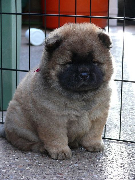 Aww reminds me of what my Snickers looked   like when he was a puppy! I miss him :( Puppy Chow Halloween, Chow Puppy, Chow Recipe, Puppy Girl, Chow Chow Puppy, Chow Chow Dogs, Nosara, Cute Dog Photos, Puppy Chow