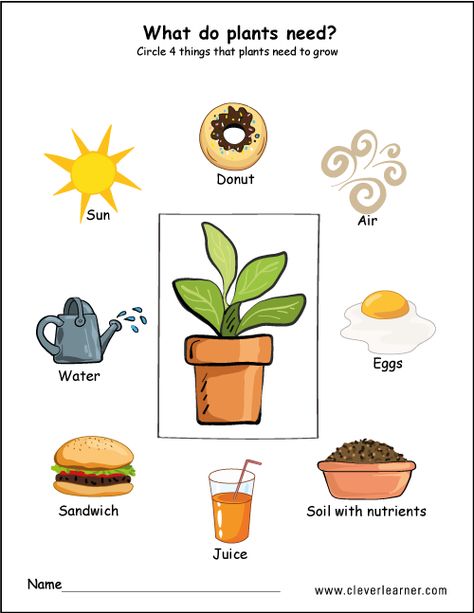 Needs of plants worksheets for preschool #preschool #worksheets #children #science Plant Life Cycle Worksheet, Life Cycle Worksheet, Plants Kindergarten, Plant Lessons, Plants Worksheets, Planting For Kids, Plant Activities, Kid Science, Plant Life Cycle