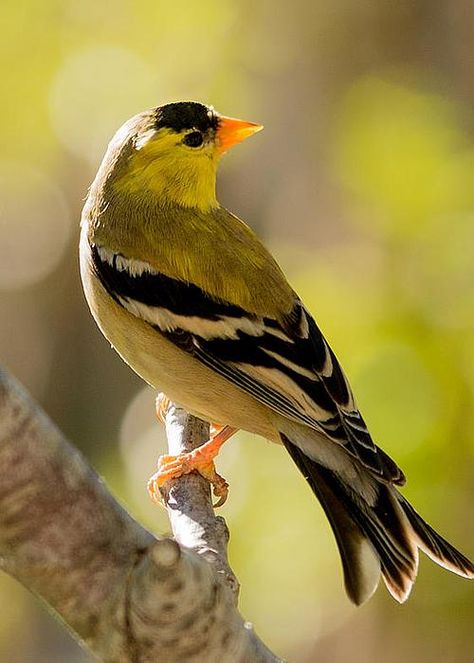 Bird Identification, Image Nature, Most Beautiful Birds, Rare Birds, Goldfinch, All Birds, Backyard Birds, Bird Pictures, Exotic Birds