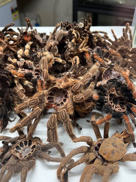 30 or more tarantula skins in a pile. Tarantula Aesthetic, Arachnids, Skin Texture, Spiders, Photo Dump, Reptiles, Cute Animals, Texture, Skin