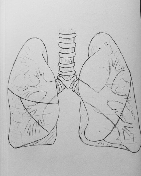 Lungs #inktober Lower Respiratory Tract, Lungs Drawing, Lungs Art, Lung Anatomy, Doctor Drawing, Chuck Close, Heart And Lungs, Pretty Drawings, Concept Art Drawing