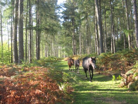 New Forest, Hampshire, England | Wooson's Hill near Lyndhurs… | Flickr New Forest England, Hampshire House, Camping Uk, Forest Camp, Hampshire England, The New Forest, British Countryside, New Forest, English Countryside