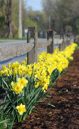 Spring Bulbs - Here are a some tips to help ensure your bulb plantings are successful. Flower Bulbs, Magic Garden, Yellow Daffodils, Spring Flowering Bulbs, Garden Bulbs, Spring Bulbs, Wooden Fence, Bulb Flowers, Planting Bulbs