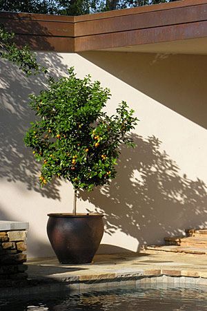 Growing Citrus in Planters  With a sunny location and a large pot, you can grow lemons, oranges and more Potted Kumquat Tree, Growing Citrus, Kumquat Tree, Grow Garden, Large Backyard Landscaping, Growing Trees, Pot Ideas, Backyard Paradise, Large Backyard