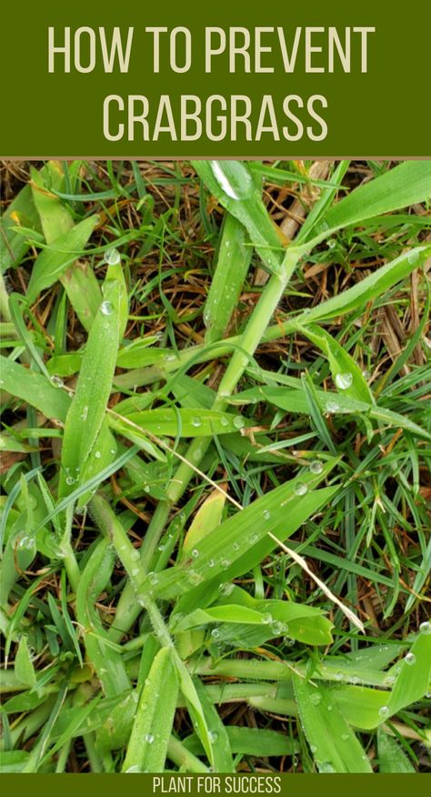 closeup of a crabgrass weed How To Kill Crabgrass In Lawn, Crabgrass Removal Lawn Care, Planting Ginger, Southern Landscaping, Gardening Therapy, Kill Weeds Naturally, Killing Weeds, Lawn Care Schedule, Gardening Tricks