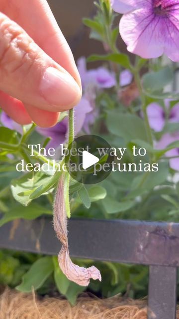 Sara Thomas on Instagram: "The best way to deadhead petunias  . . . . #garden #landscape #containergarden #hangingbaskets #petunia #gardenhacks #plantlady #hangingbasket #containergardening #flower #southerngardens #southerngardening" How To Deadhead Petunias, Deadheading Petunias, Petunia Care, Flower Care, Garden Landscape, Plant Lady, May 20, Petunias, Hanging Baskets