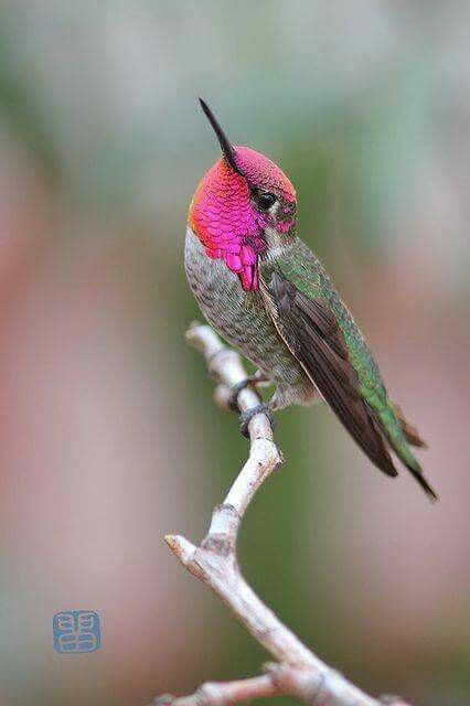 Gorgeous fuchsia colored gorget!  Anna's Hummingbird Anna's Hummingbird Photography, Sitting Hummingbird, Bobcat Painting, Anna Hummingbird, Hummingbird Photography, Beautiful Hummingbirds, Hummingbird Tattoos, Bee Hummingbird, Hummingbirds Photography